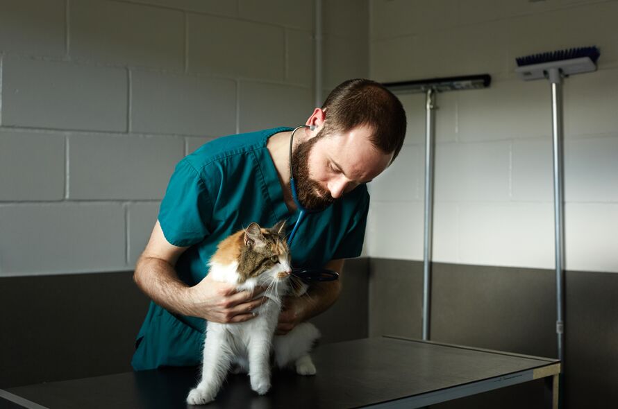 How do I tell if my cat is in pain Battersea Dogs Cats Home